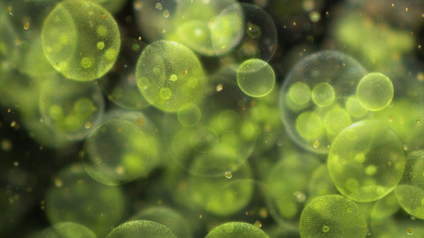 Light microscopy of Volvox colonies (© Corbis Motion)(Bing United Kingdom)
