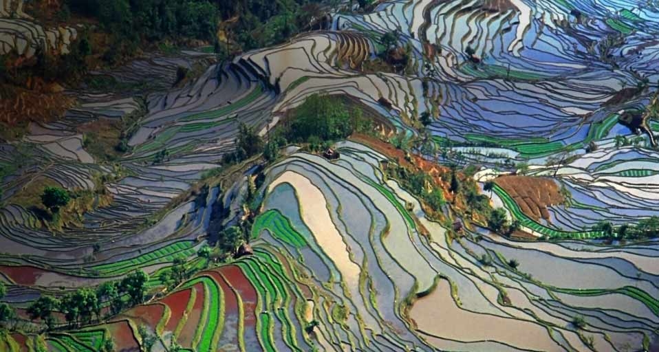 Luftaufnahme von Reisfeldern in der Provinz Yunnan, China – Jialiang Gao/Getty Images &copy; (Bing Germany)