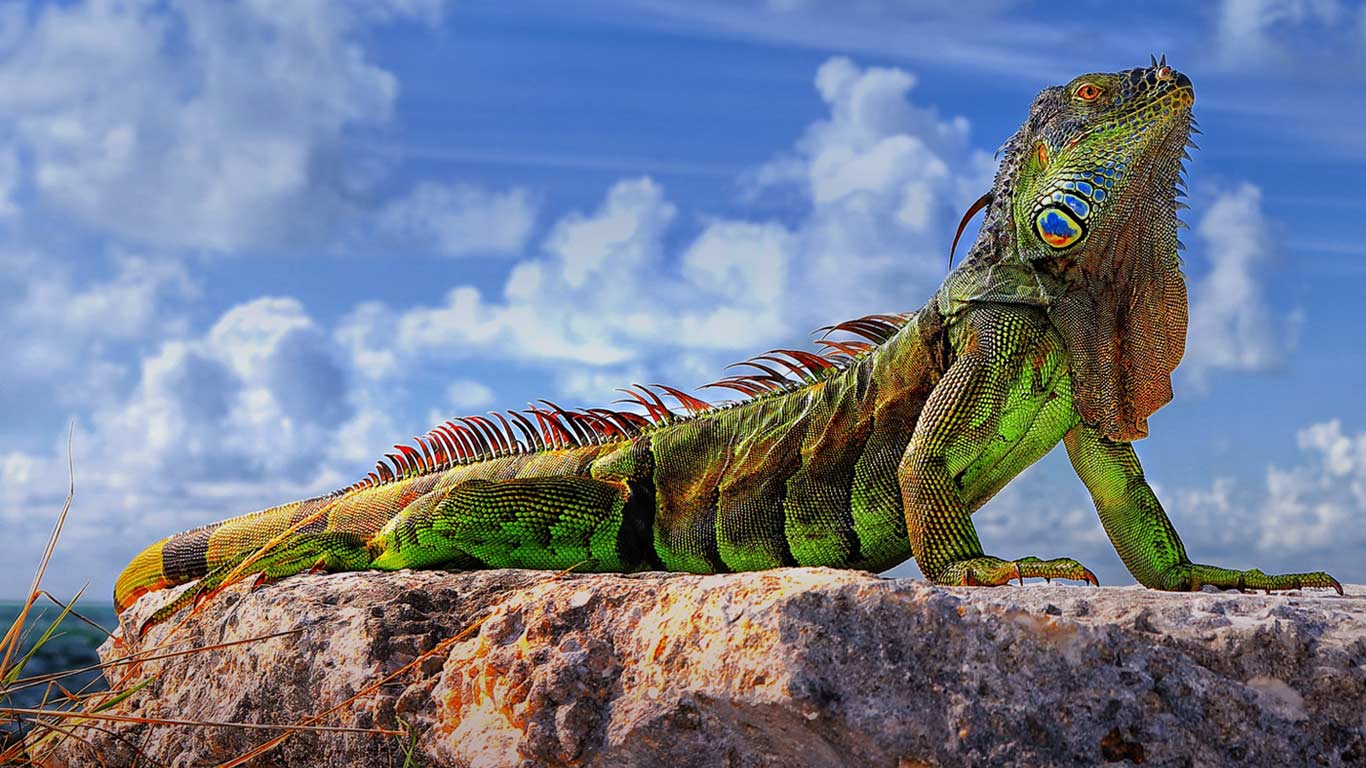 Common iguana (© Roman Mordashev/500px)(Bing United Kingdom)