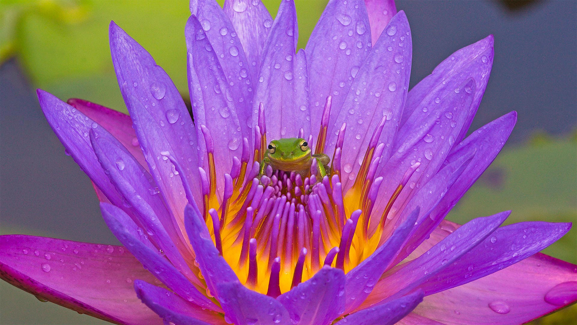 ｢アメリカアマガエルと睡蓮の花｣米国フロリダ州, キシミー湖  (© Joanne Williams/Danita Delimont)(Bing Japan)