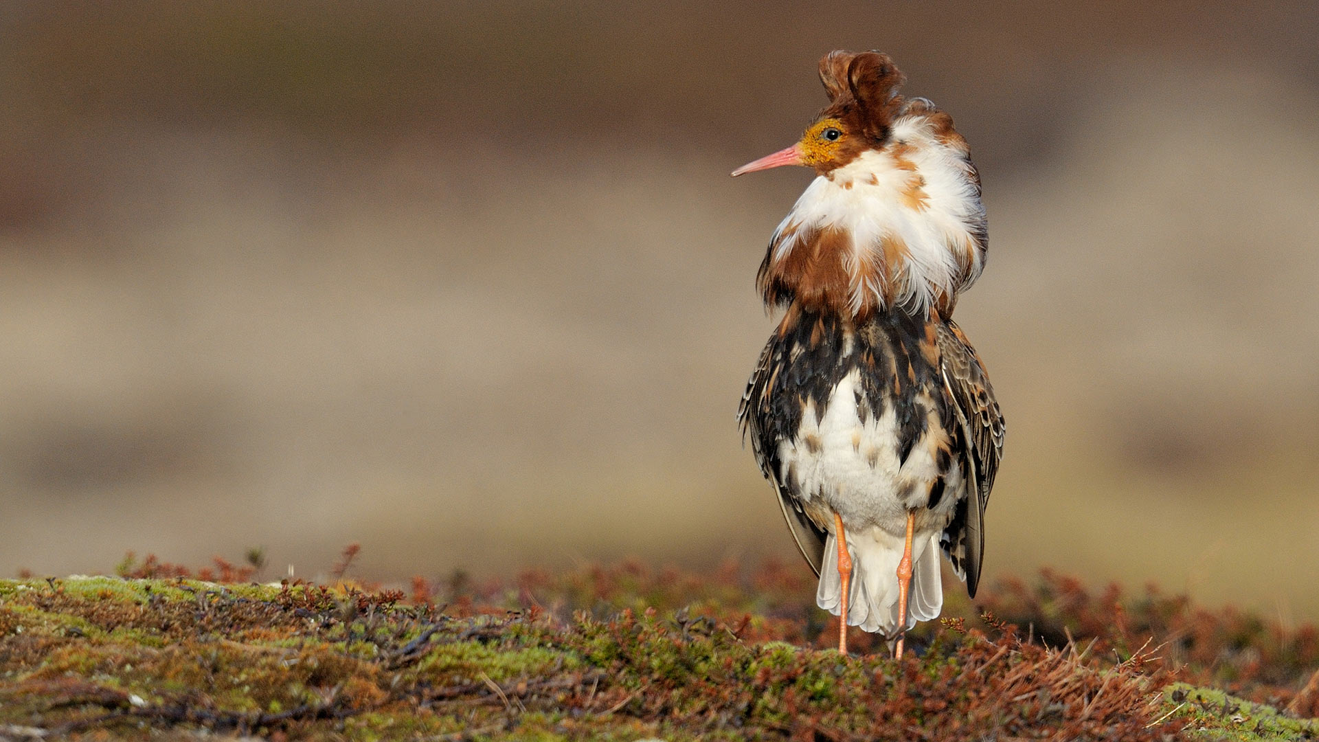 Ruff (Philomachus pugnax) male for London Fashion Week  (© Loic Poidevin/Minden Pictures)(Bing United Kingdom)