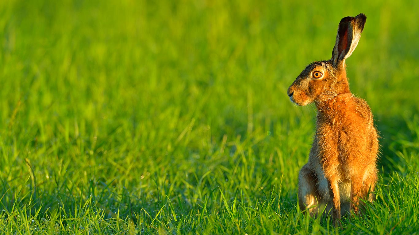 Feldhase im Frühling, Hessen, Deutschland (© Michael Breuer/Age Fotostock)(Bing Deutschland)