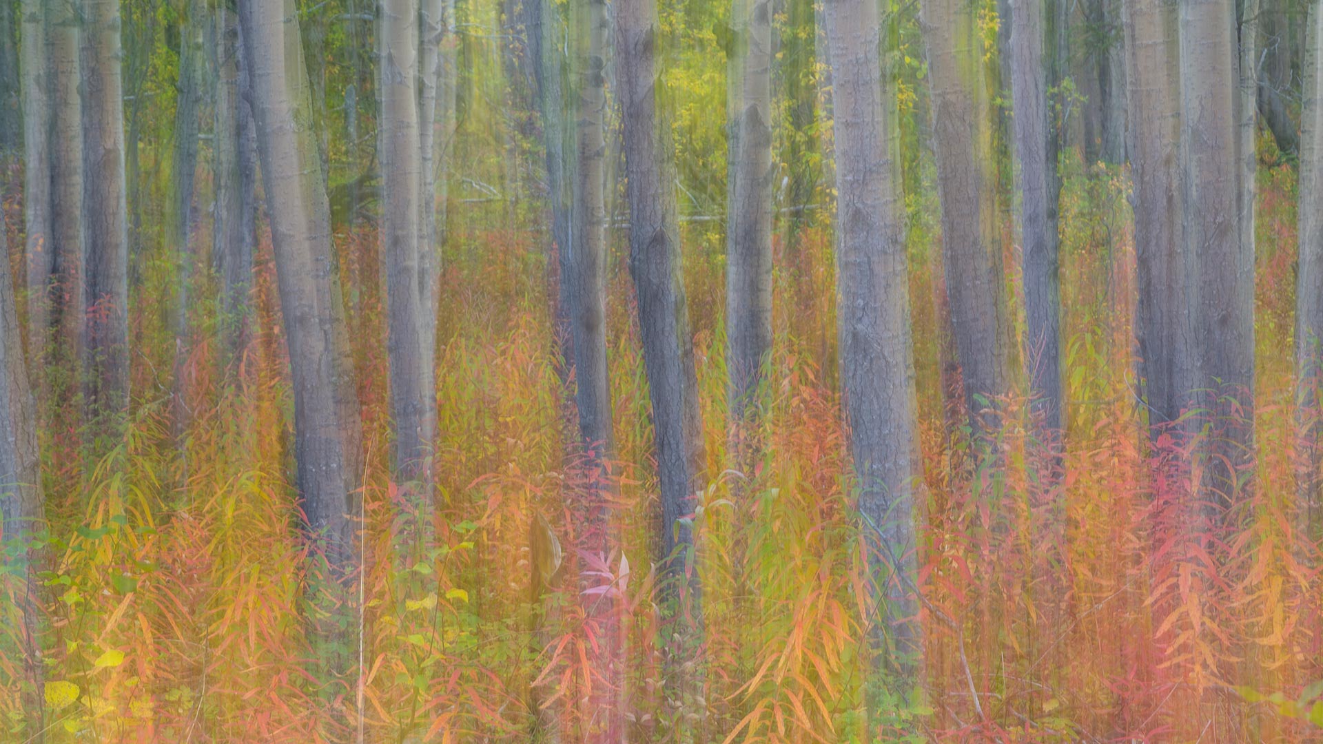 克鲁瓦尼国家公园中杨树的抽象动态模糊影像，育空 (© Don Paulson/Jaynes Gallery/Danita Delimont)(Bing China)