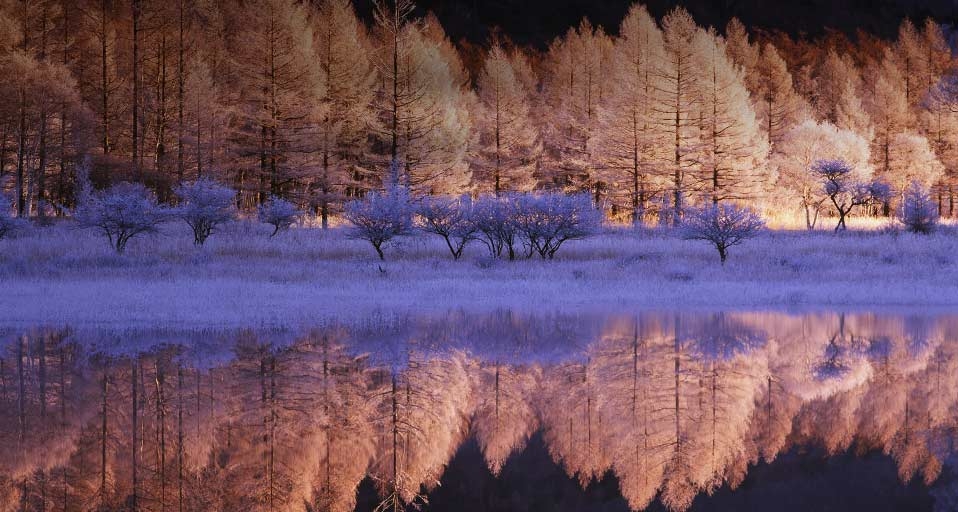 ｢小田代ヶ原のカラマツ｣栃木, 日光市 -- JTB Photo/Photolibrary &copy; (Bing Japan)
