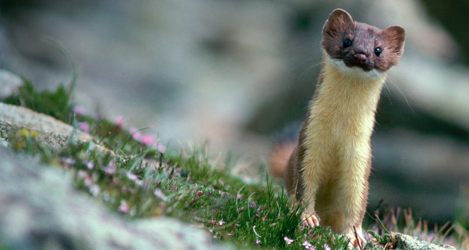 Long-tailed weasel on rocks in Rocky Mountain National Park, Colorado -- Joe McDonald/CORBIS &copy; (Bing United Kingdom)