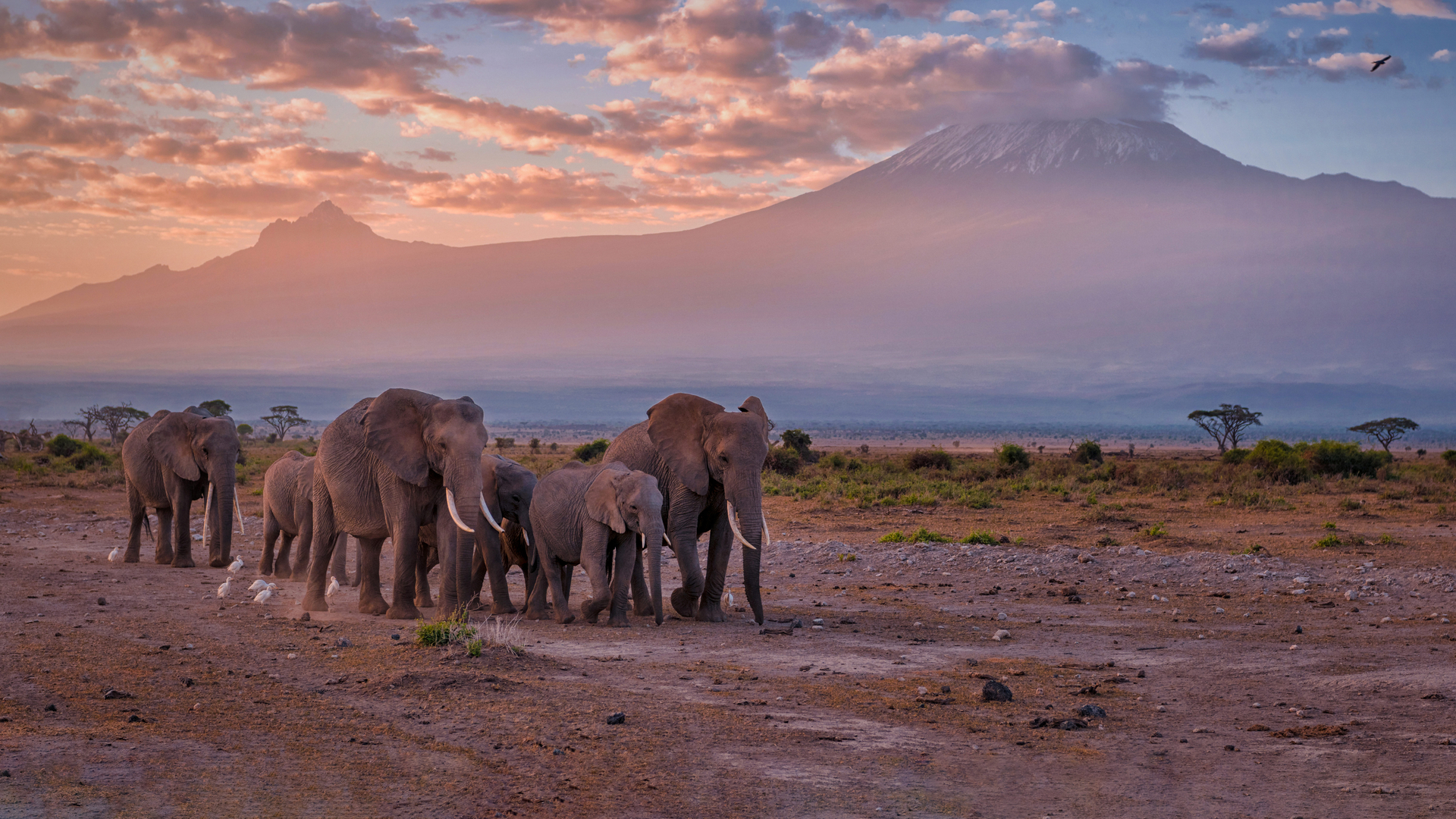 Mount Kilimanjaro, Amboseli National Park, Kenya (© Diana Robinson Photography/Getty Images)(Bing New Zealand)