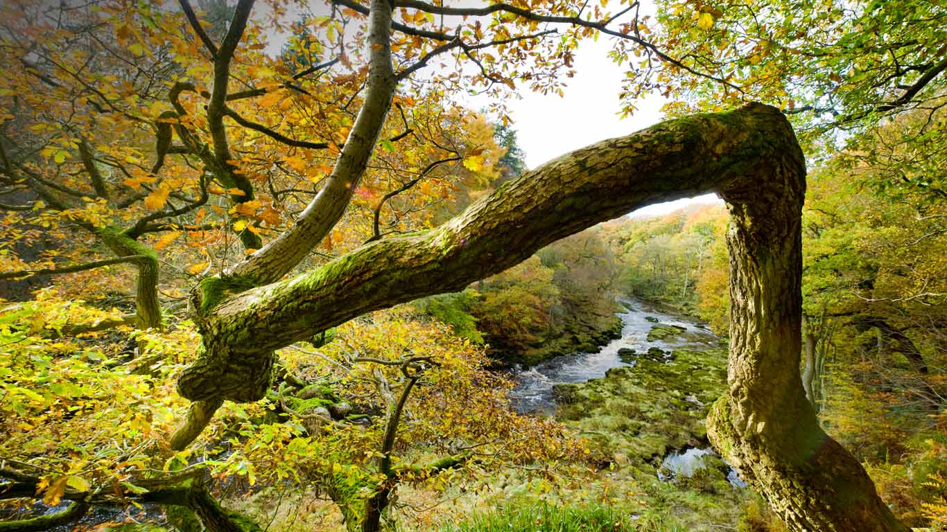 Views from Strid Wood over the River Wharfe in North Yorkshire (© Natalie Sternberg/4Corners)(Bing United Kingdom)