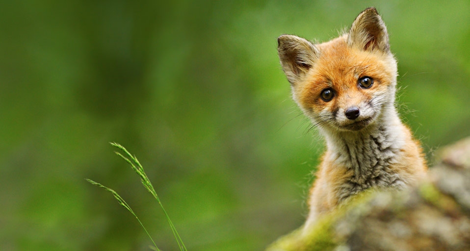 Baby red fox photographed near Trento, Italy -- Nicola Angeli/Corbis &copy; (Bing United Kingdom)