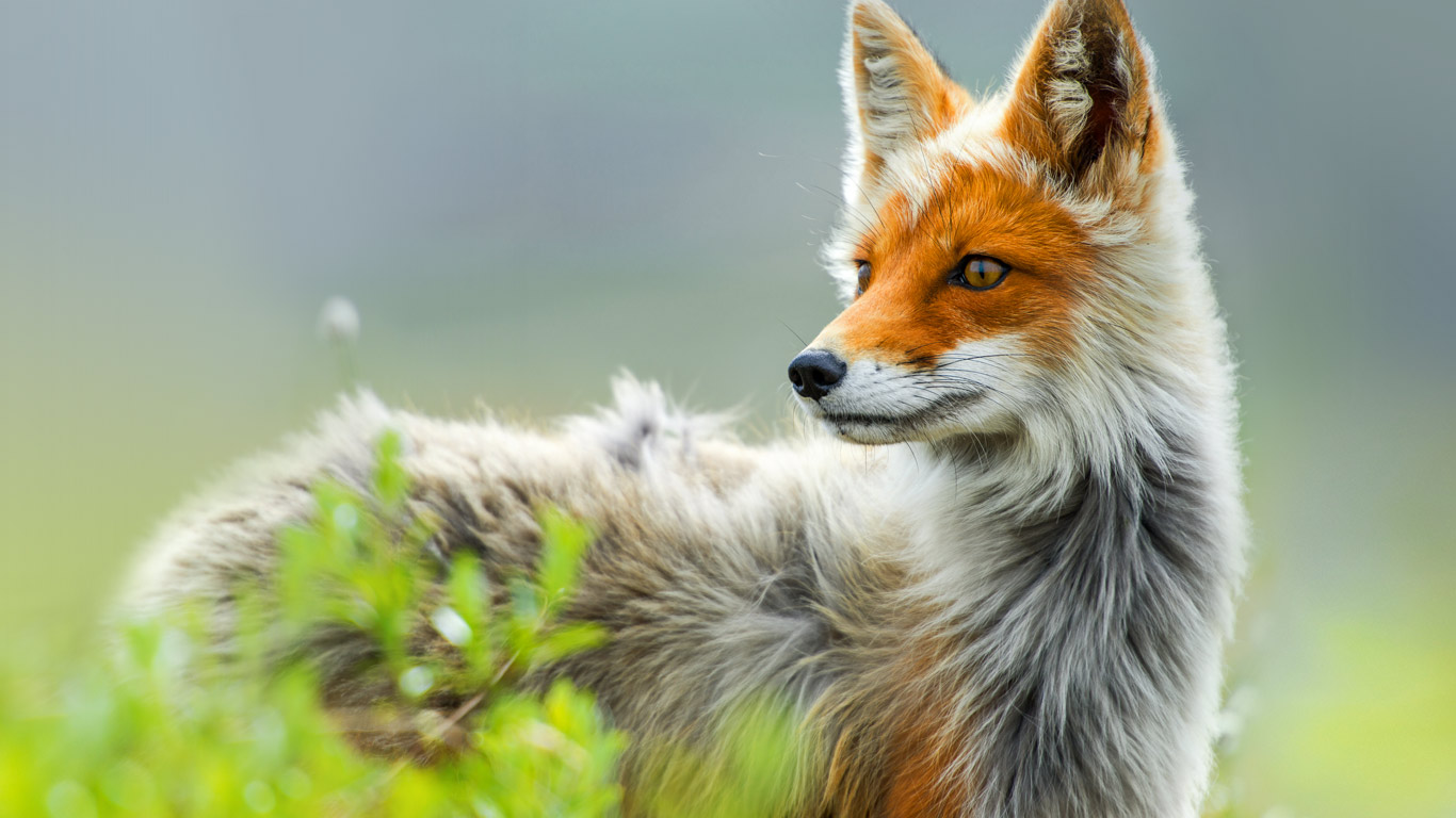 Red fox, Chukotka region, Russia (© Ivan Kislov/In cooperation with 500px)(Bing United States)