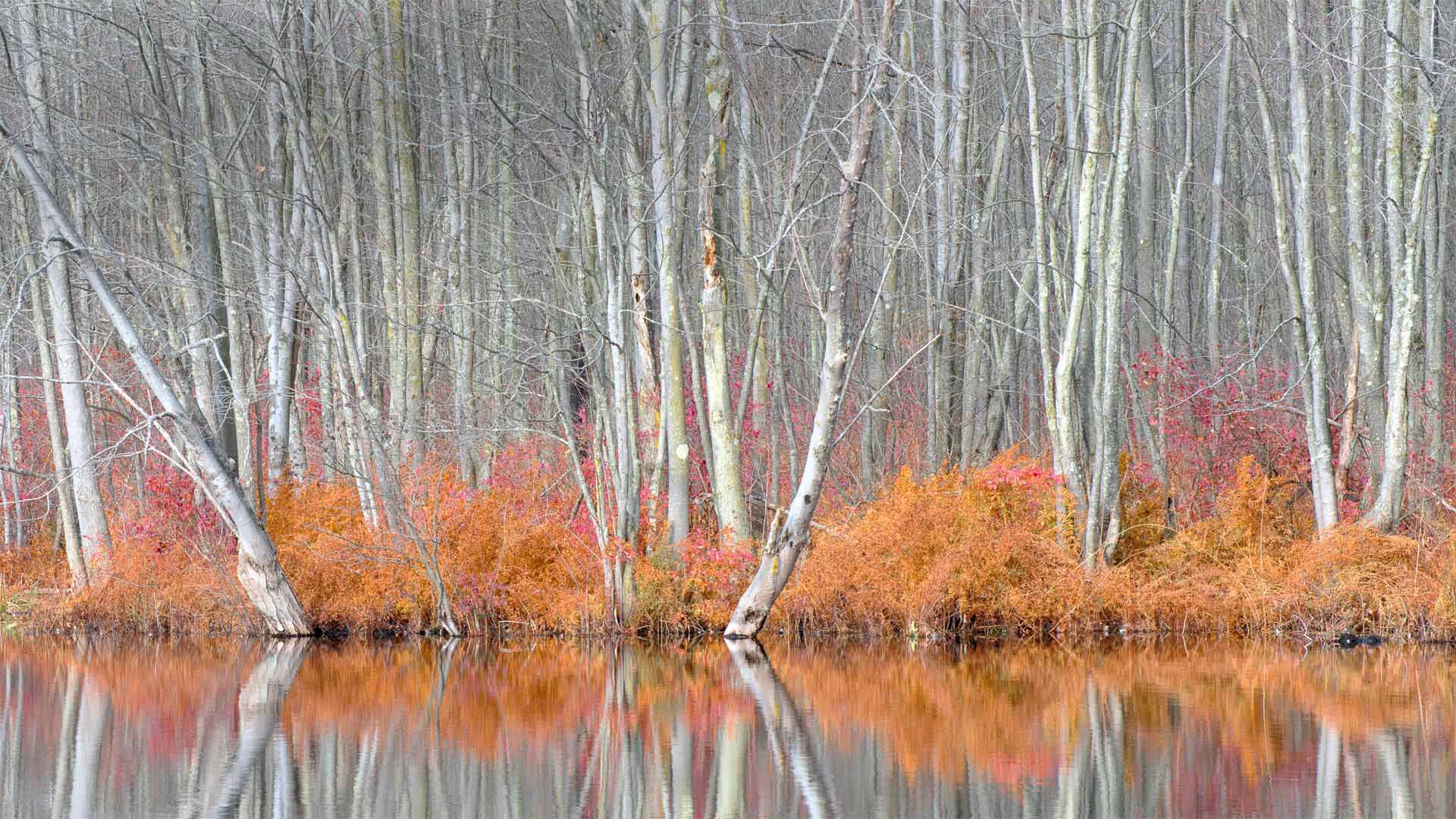 Arbres nus et fougères automnales à Beaver Lake Nature Center, États-Unis (© Chris Murray/Alamy)(Bing France)