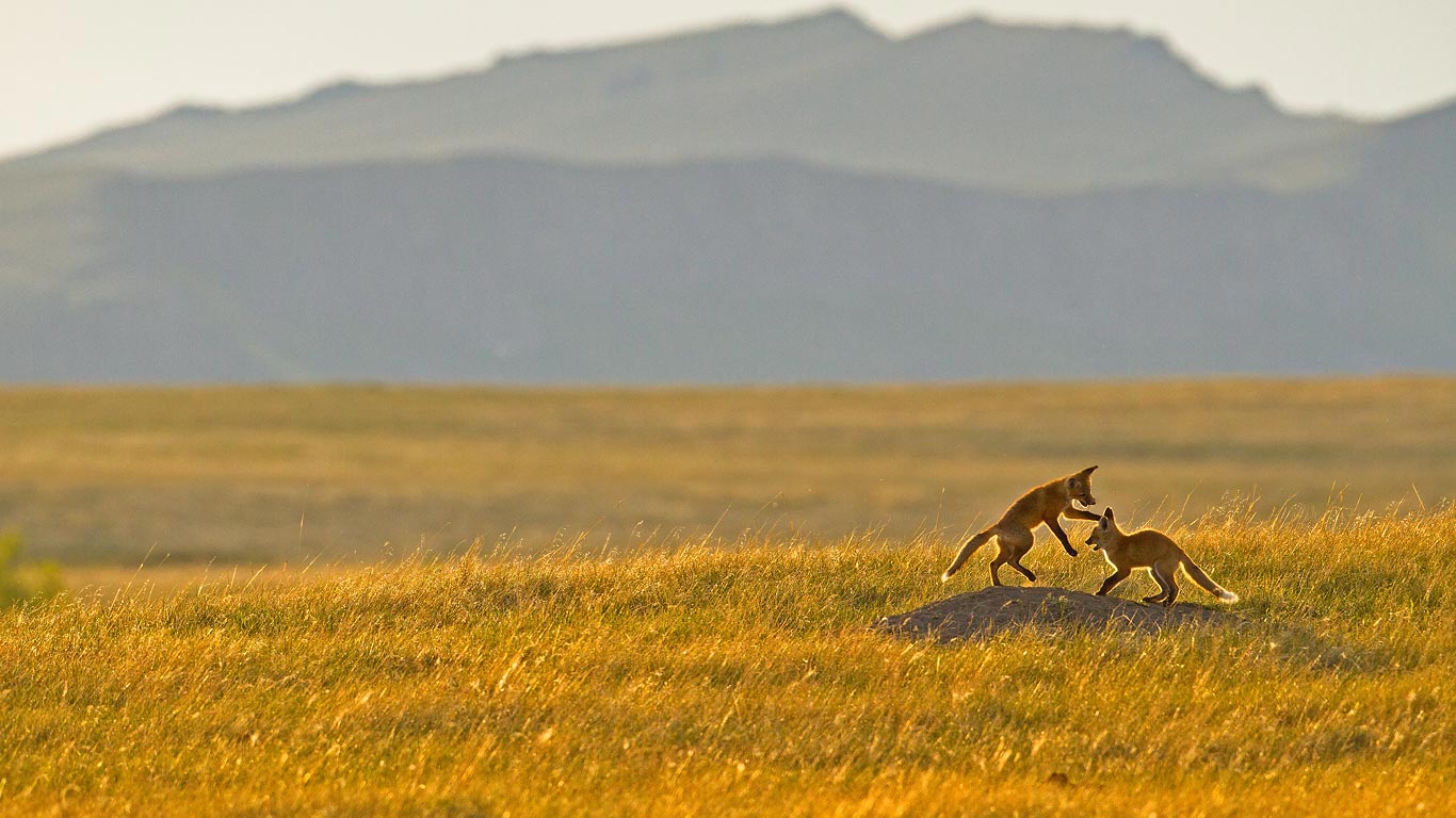Fox kits playing in the Rocky Mountain foothills near Cascade, Montana (© Jason Savage/Tandem Stills + Motion)(Bing United Kingdom)