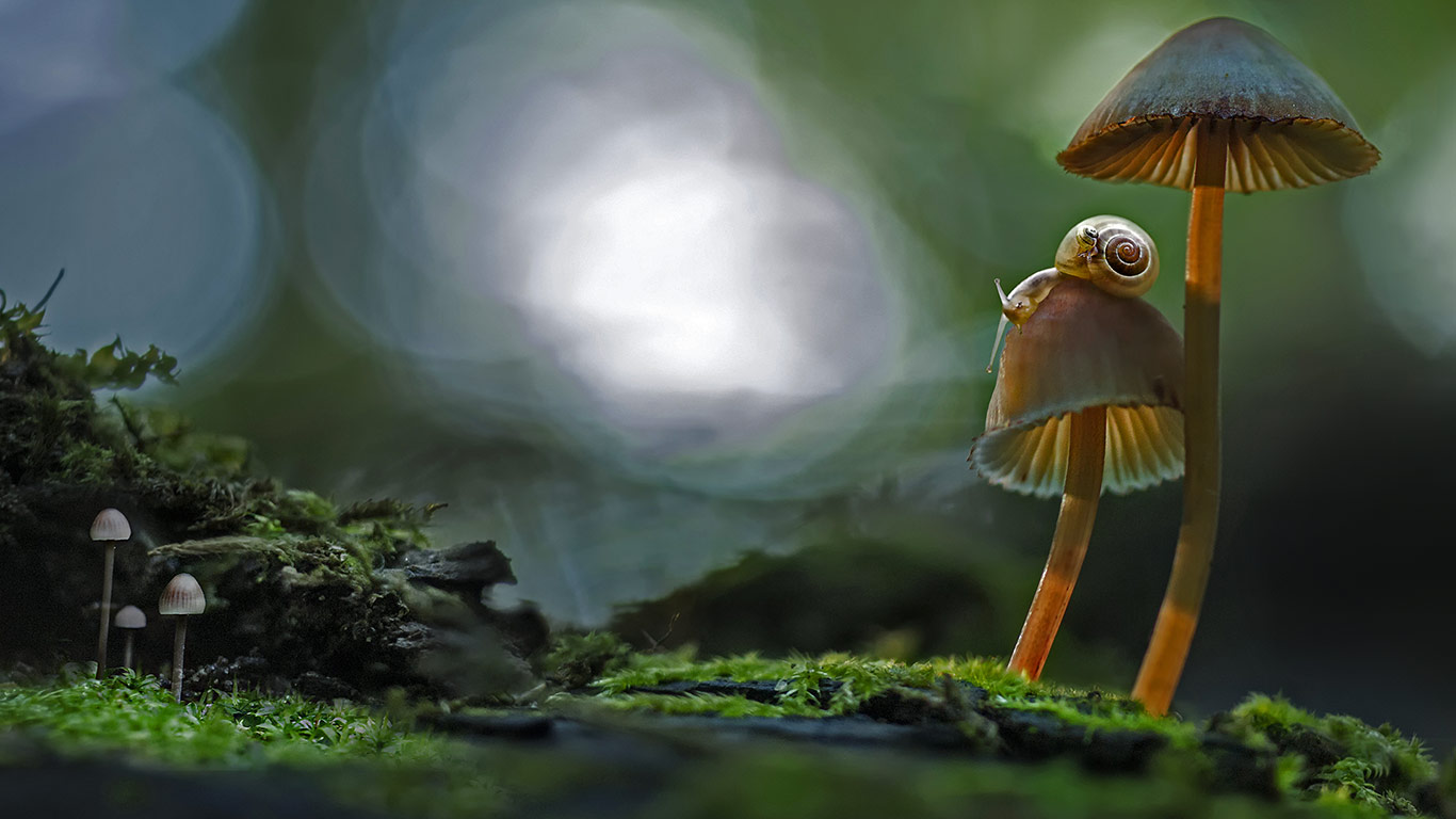 Two snails atop a mushroom (© Marianna Armata/Getty Images)(Bing United Kingdom)