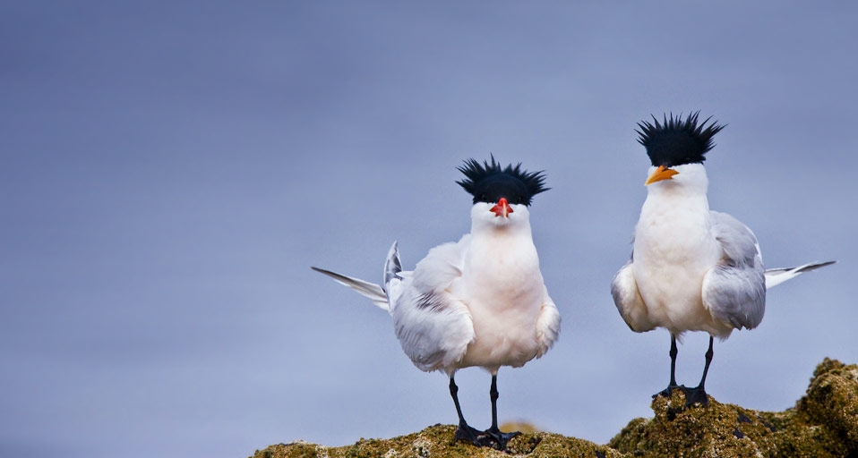 Elegant terns nesting on Isla Rasa in the middle of the Sea of Cortez, Mexico -- Michael S. Nolan/age fotostock &copy; (Bing United Kingdom)