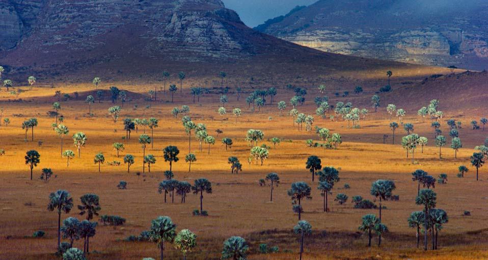 Palm trees growing on a savanna, Madagascar (© Frans Lanting/Corbis)(Bing United States)