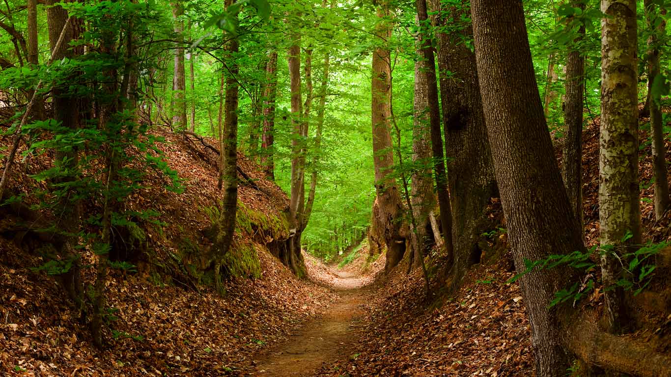 Natchez Trace National Scenic Trail, Mississippi, USA (© Marc Muench/Tandem Still + Motion)(Bing Deutschland)