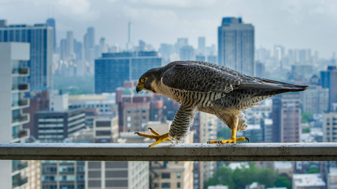 A peregrine falcon surveys the concrete canyons of Chicago, USA (© Luke Massey/Minden Pictures)(Bing United Kingdom)