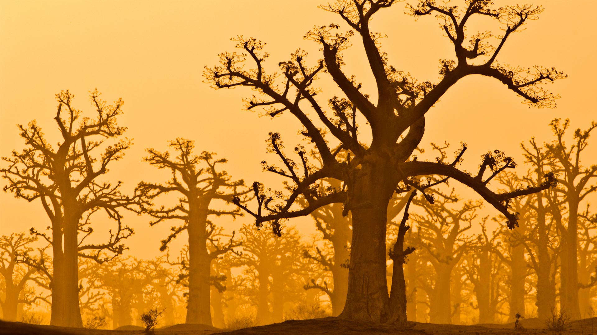 A baobab grove near Bandia Wildlife Reserve in Senegal (© Frans Lanting/plainpicture)(Bing United Kingdom)