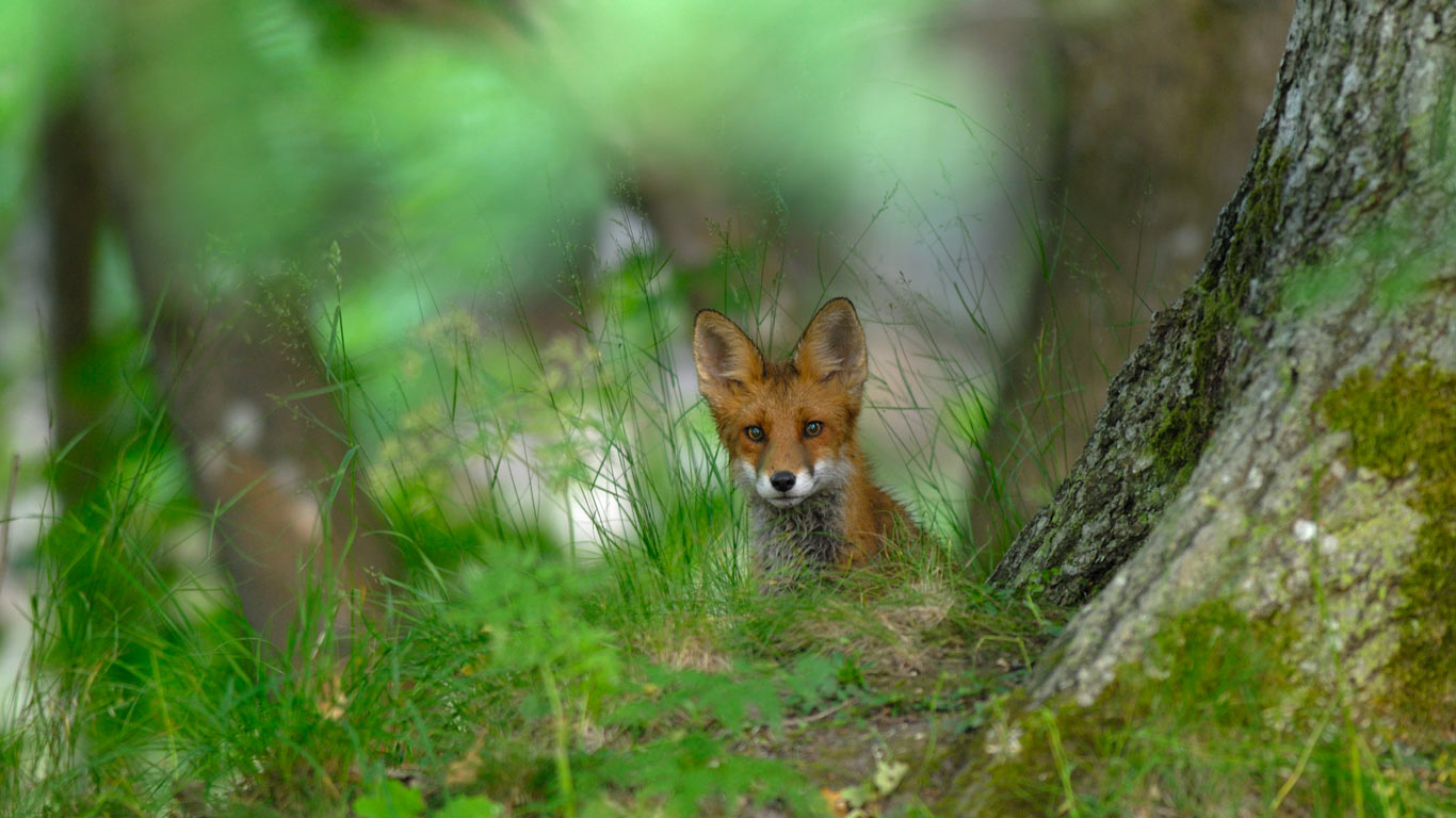 A red fox, in the forest of Elfvik near Lidingö, Sweden (© Eddie Granlund/Corbis)(Bing Canada)