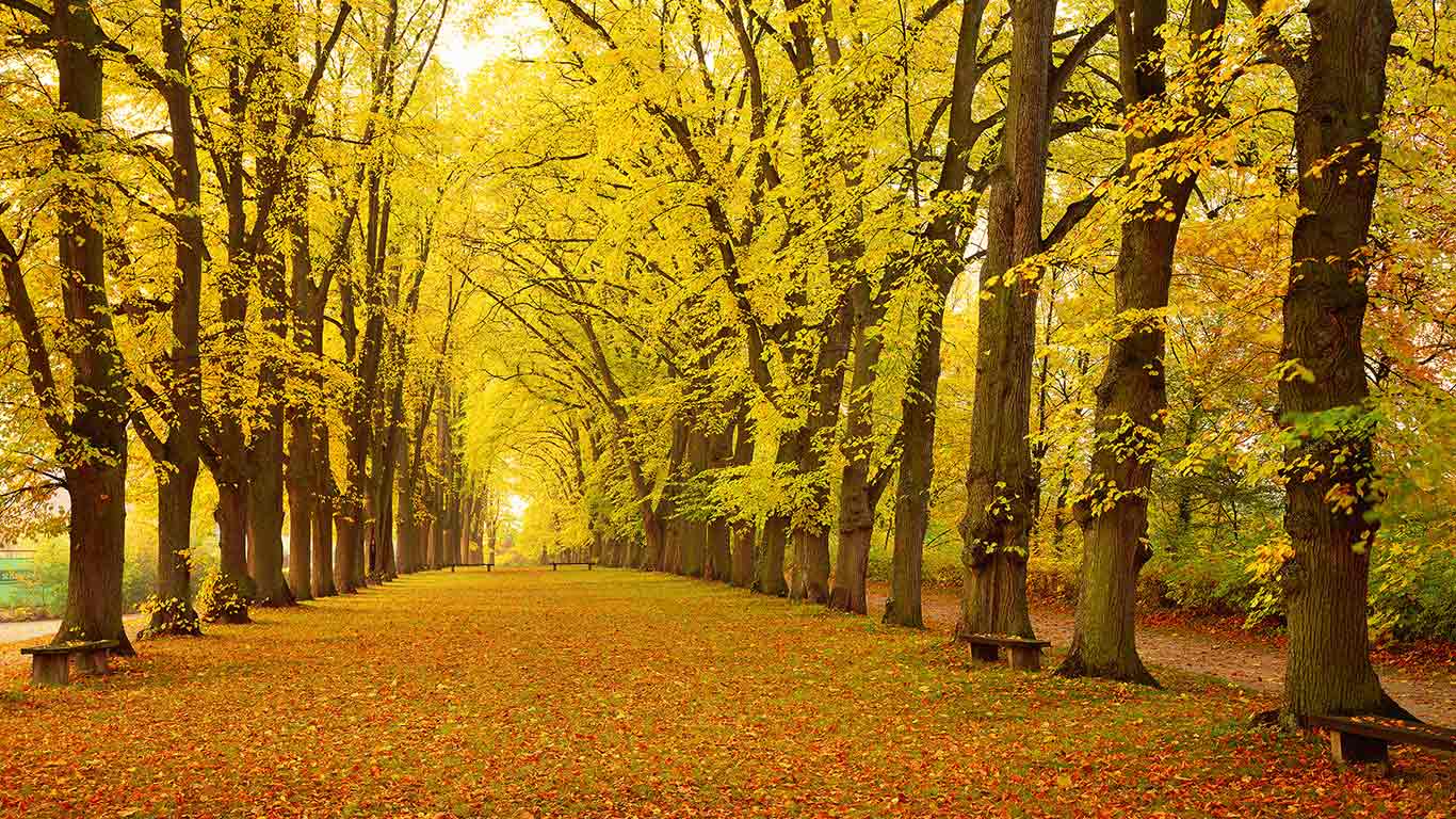 Herbstliche Allee, Dinkelsbühl, Bayern, Deutschland (© Aflo Relax/Masterfile)(Bing Deutschland)