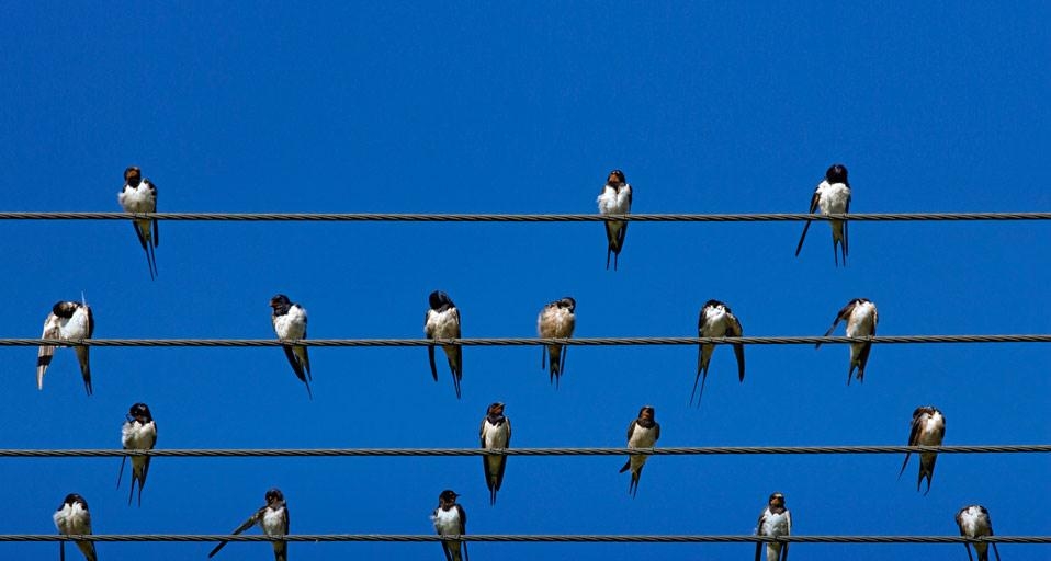 Barn swallows on wires, Overberg, Western Cape, South Africa (© Robert Harding/plainpicture) &copy; (Bing United Kingdom)
