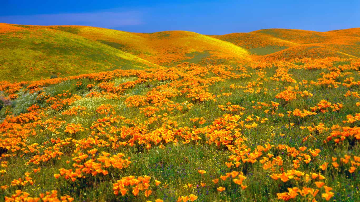 Antelope Valley Poppy Reserve in California, USA (© Ron Thomas/Getty Images)(Bing United Kingdom)