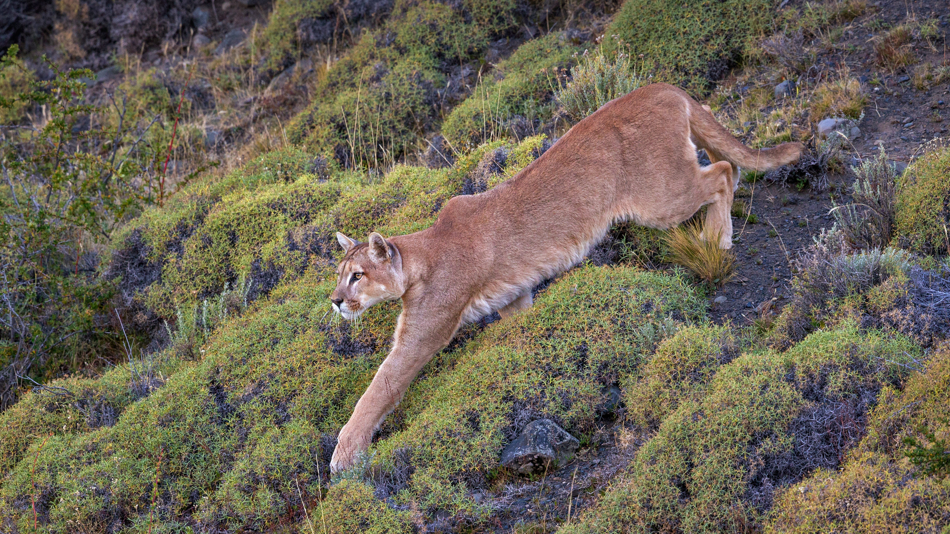 Puma im Nationalpark Torres del Paine, Patagonien, Chile (© Ingo Arndt/Minden Pictures)(Bing Deutschland)