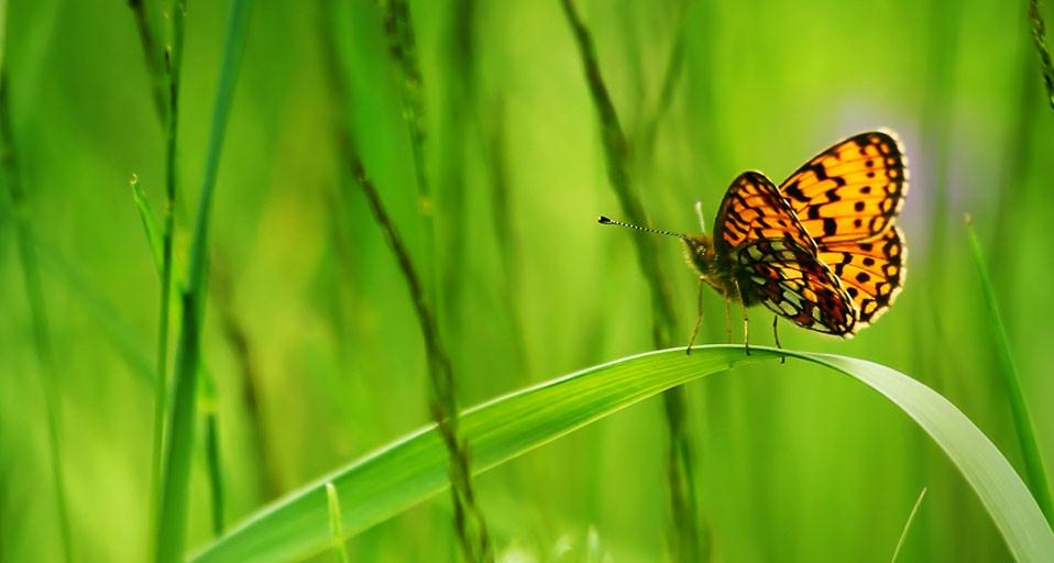 Fritillary butterfly sitting on a blade of green grass (© Clipcanvas) &copy; (Bing United Kingdom)