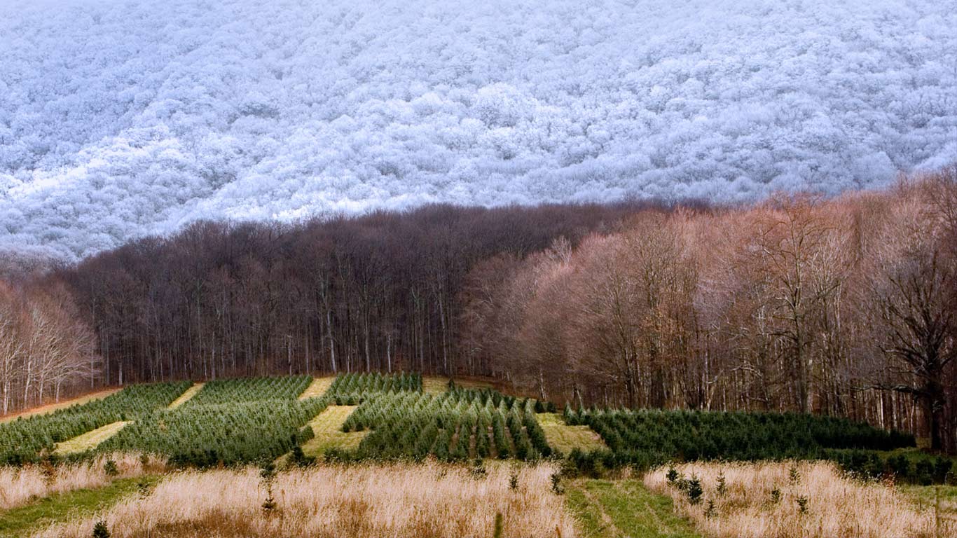 A Christmas tree farm in Zionville, North Carolina (© Coke Whitworth/Aurora Photos)(Bing Canada)
