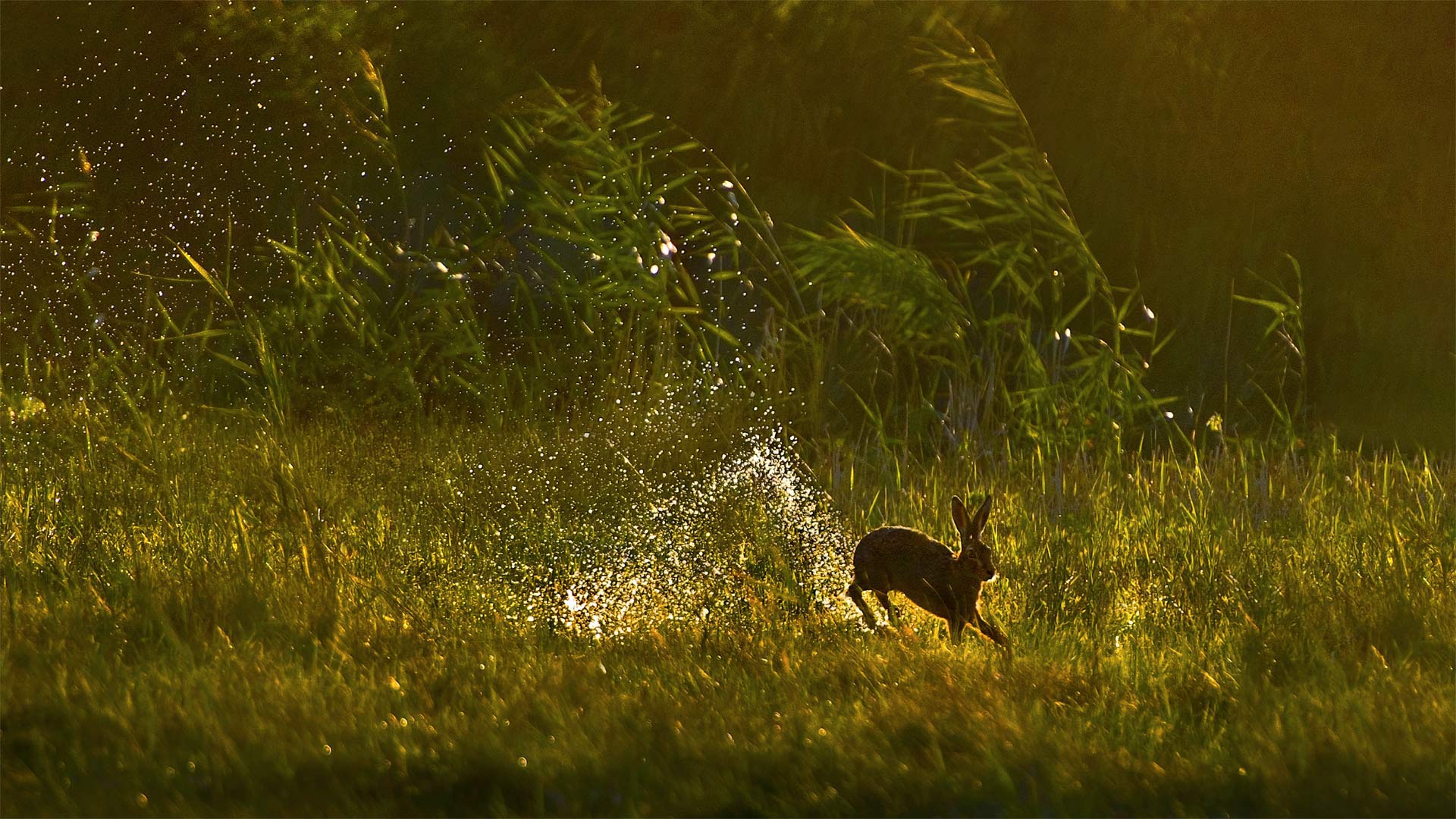 Feldhase in einem Feuchtgebiet in den Niederlanden (© Jim Brandenburg/Minden Pictures)(Bing Deutschland)