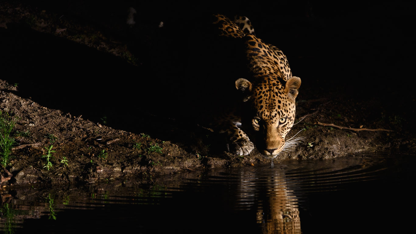 An African leopard in the Londolozi Private Game Reserve, South Africa (© Sergey Gorshkov/Minden Pictures)(Bing Canada)