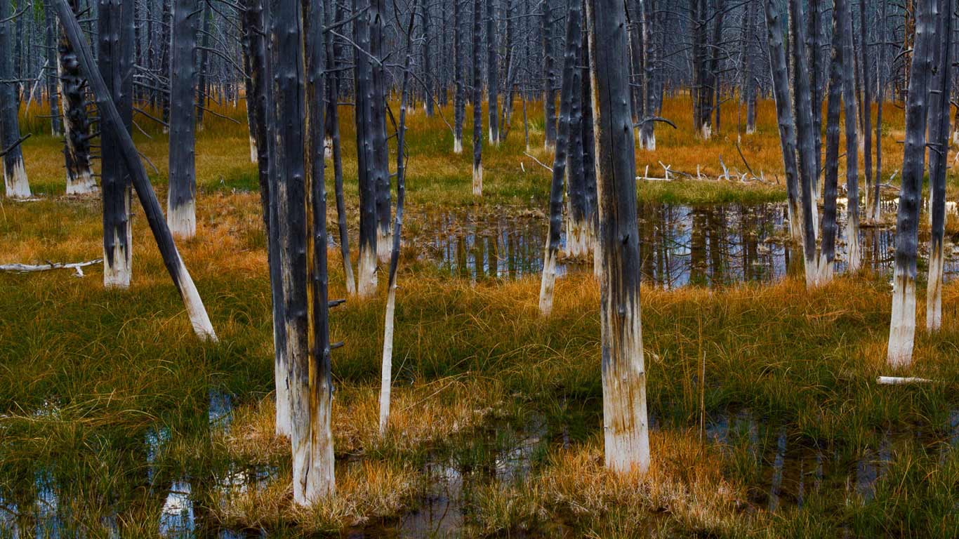 Aftermath of a forest fire in Yellowstone National Park, Wyoming (© Stephanie Coffman/Tandem Stills + Motion)(Bing United States)