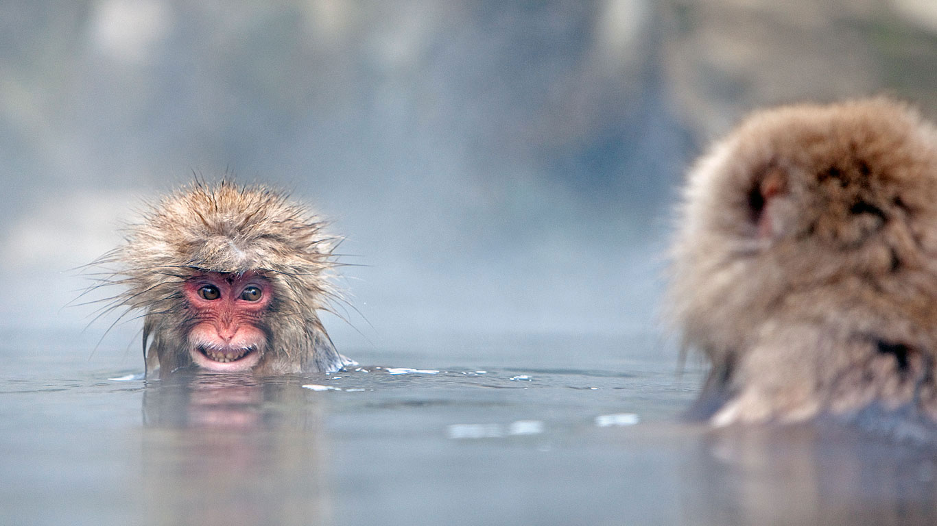 Japanese macaques in hot springs, Jigokudani Monkey Park, Japan (© Per-Gunnar Ostby/Getty Images)(Bing United Kingdom)