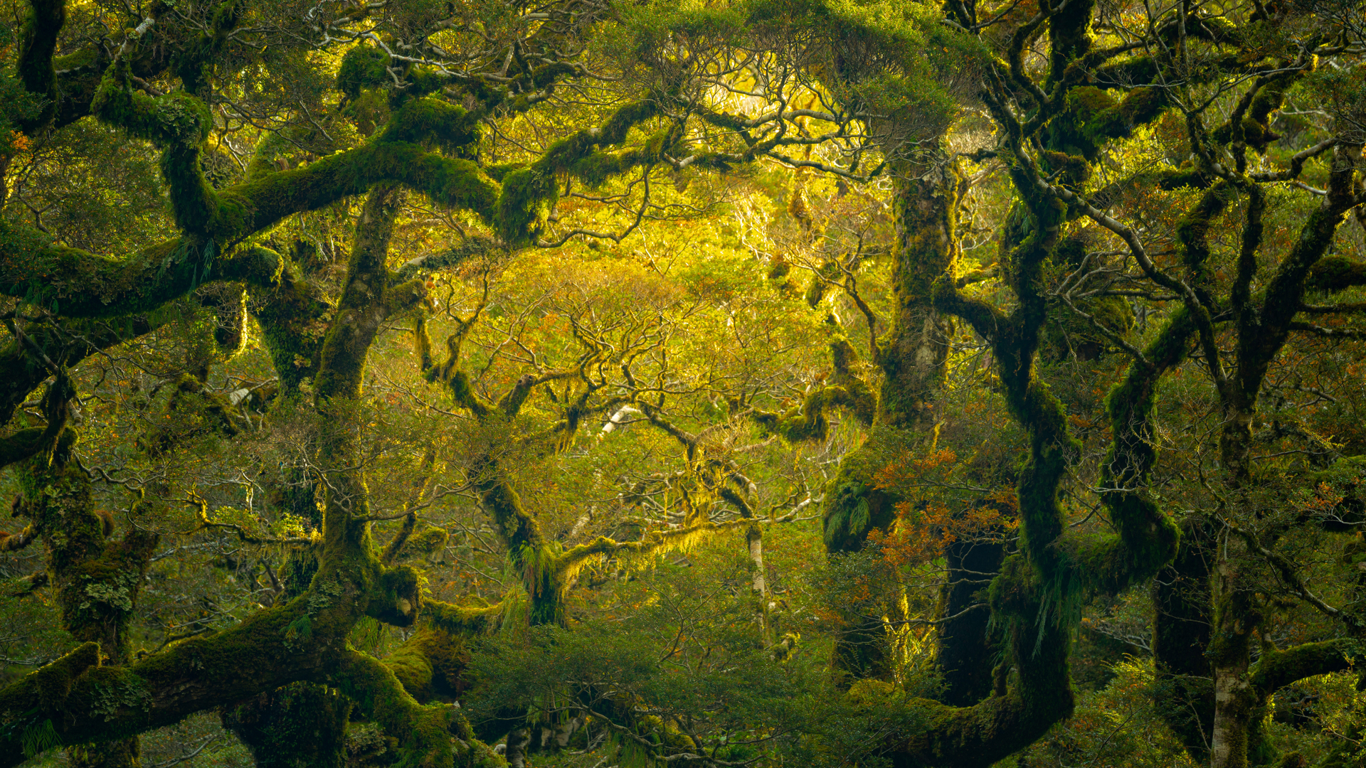 Rainforest hike near Milford Sound/Piopiotahi in New Zealand (© Jim Patterson/Tandem Stills + Motion)(Bing United Kingdom)