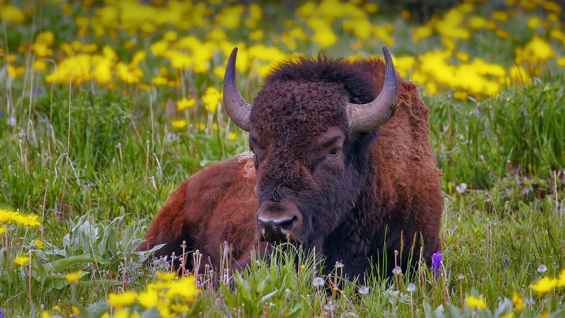 Male American bison in Yellowstone National Park, Wyoming (© Donyanedomam/Getty Images)(Bing United States)