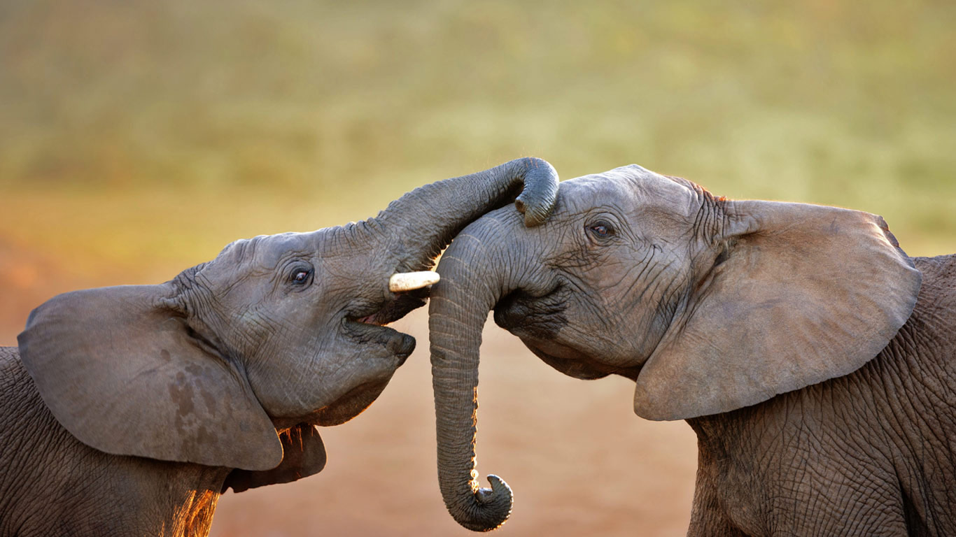 Elephants in Addo Elephant National Park, South Africa (© Johan Swanepoel/Alamy)(Bing United Kingdom)