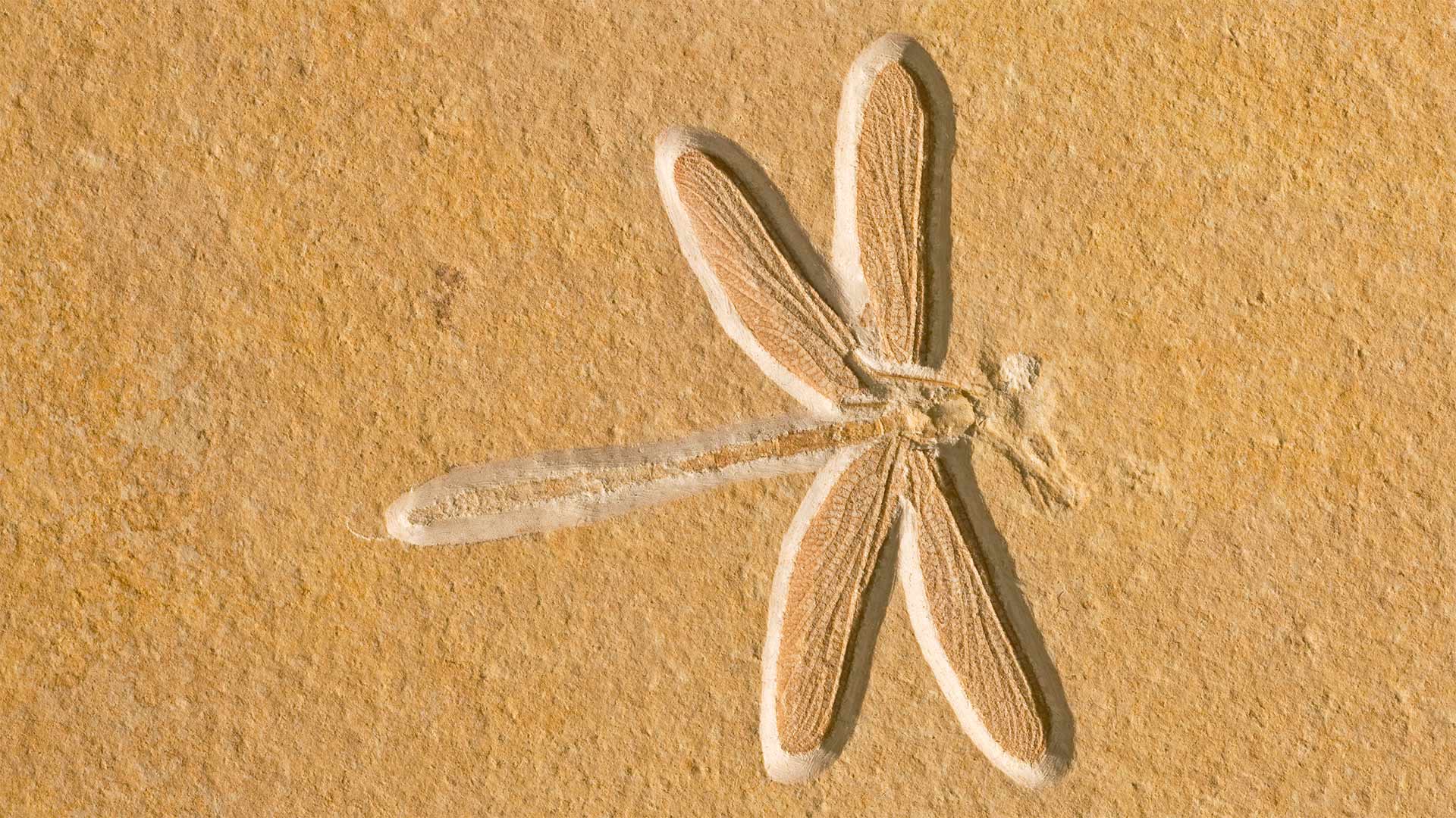 Dragonfly fossil, about 150 million years old, in Solnhofen, Bavaria, Germany (© Ingo Arndt/Minden Pictures)(Bing United Kingdom)