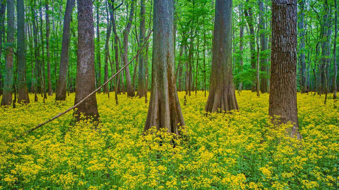 Blooming butterweed in Congaree National Park, South Carolina (© Jeff Lepore/Alamy)(Bing Canada)
