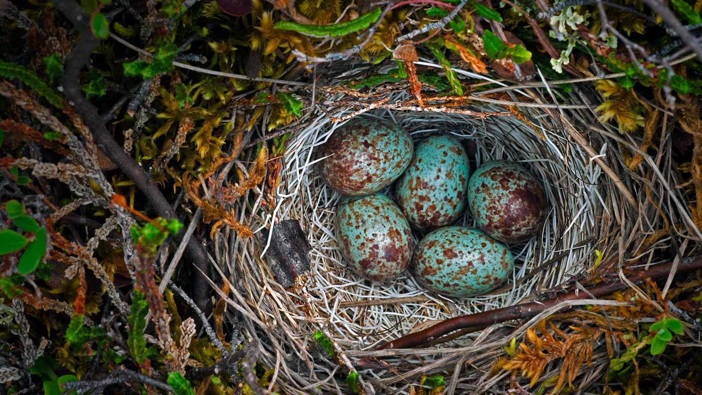 Ground nest in the Arctic National Wildlife Refuge, Alaska (© Mint Images/Offset)(Bing United Kingdom)