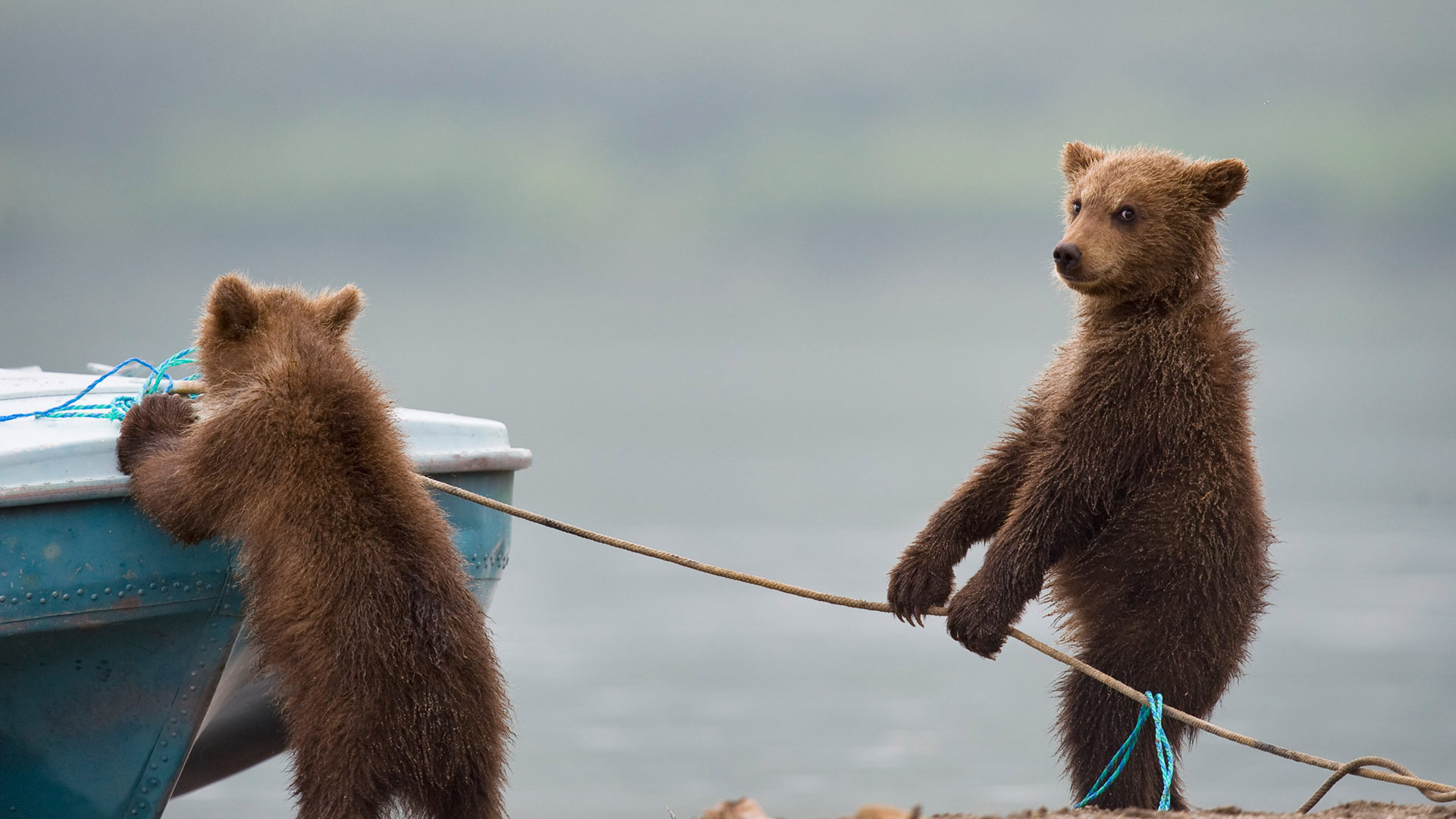 Bear cubs playing by a lake (© Sergey Ivanov/Getty)(Bing United Kingdom)