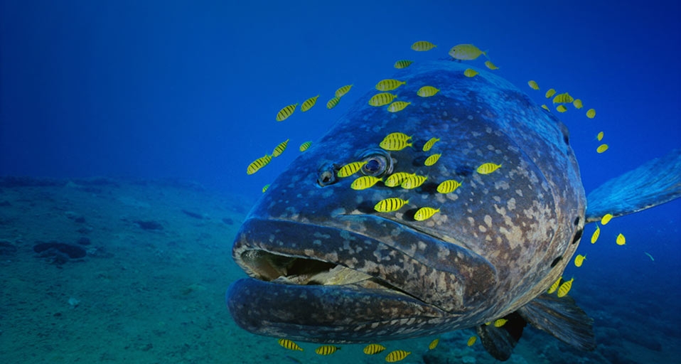 Grouper with school of small fish near Vanuatu in the South Pacific Ocean -- Andy Belcher/Photolibrary &copy; (Bing United Kingdom)