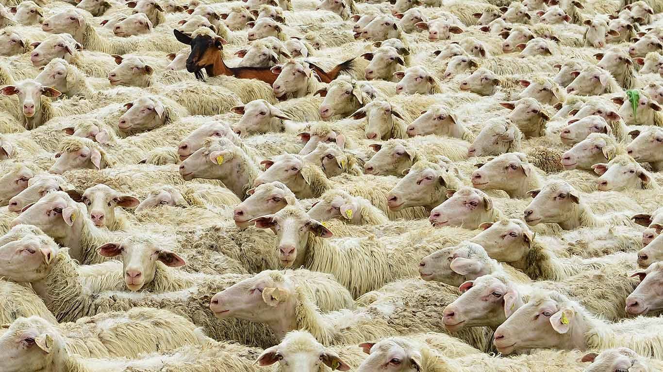 Schafherde mit Ziege, Main-Spessart, Bayern, Deutschland (© Dr. Rüdiger Hess/geo-select fotoArt)(Bing Deutschland)