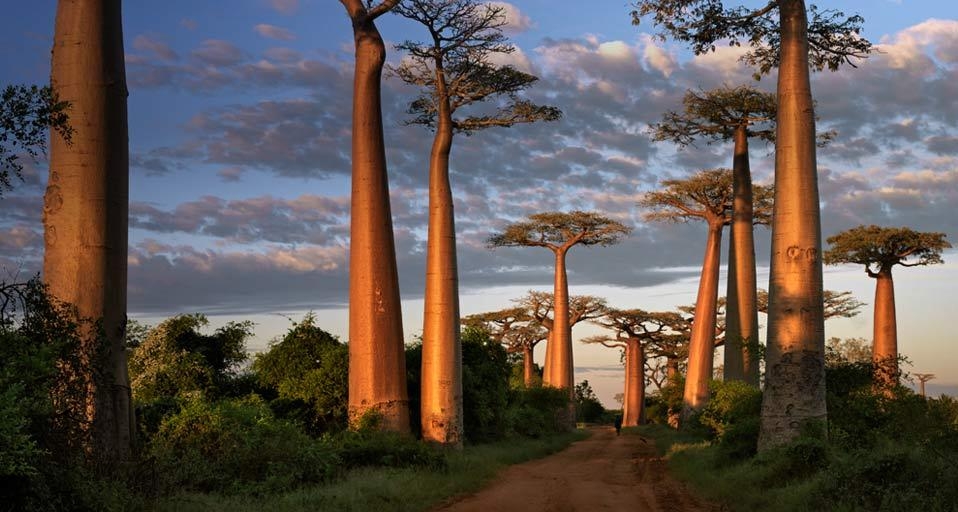 The Avenue of the Baobabs in western Madagascar (© Nigel Pavitt/Corbis) &copy; (Bing United Kingdom)