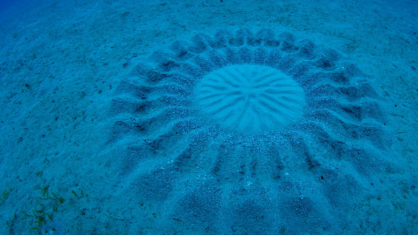 Sand patterns made by pufferfish near Amami Oshima, Kagoshima, Japan (© Yoji Okata/Minden Pictures)(Bing United Kingdom)