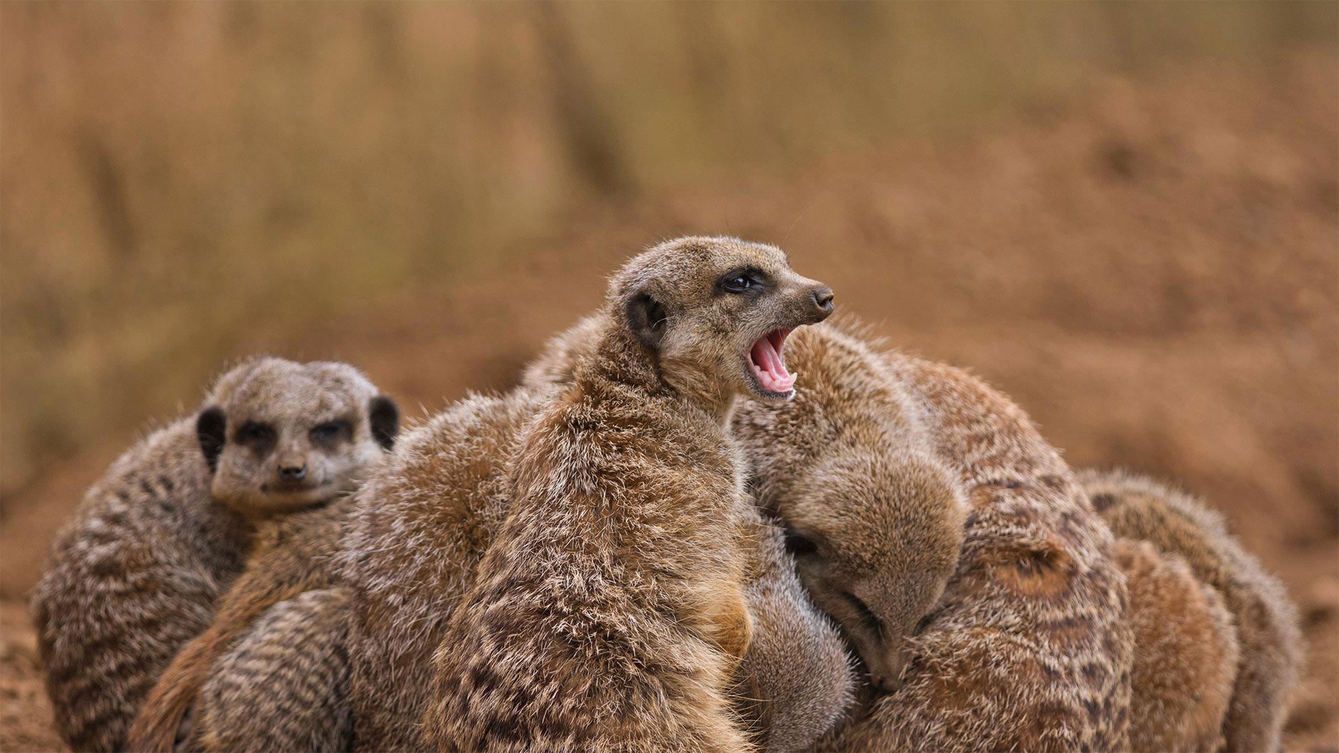 ｢スクラムを組むミーアキャット家族｣ (© stefbennett/Shutterstock)(Bing Japan)