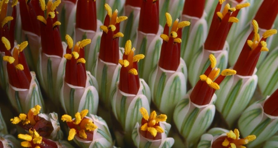 Abstract close-up of flower spike Aloe spicata (© Nigel Downer/age fotostock) &copy; (Bing United Kingdom)