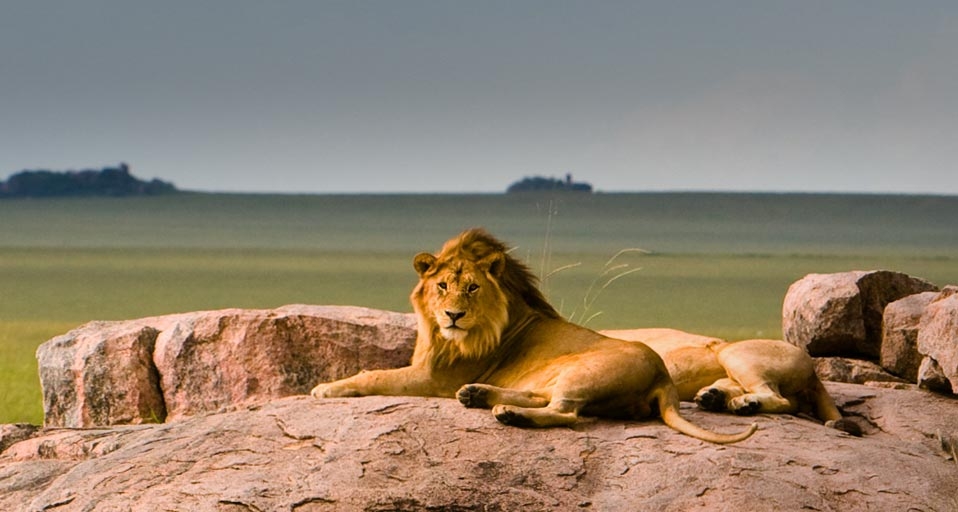 Lions in Serengeti National Park, Tanzania -- Tony Ernst &copy; (Bing United Kingdom)