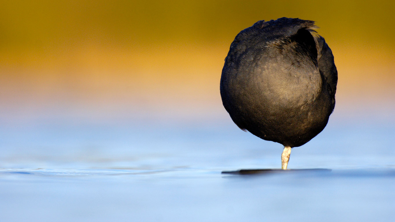 A Eurasian coot resting on one leg in Derbyshire (© Andrew Parkinson/Minden Pictures)(Bing United Kingdom)