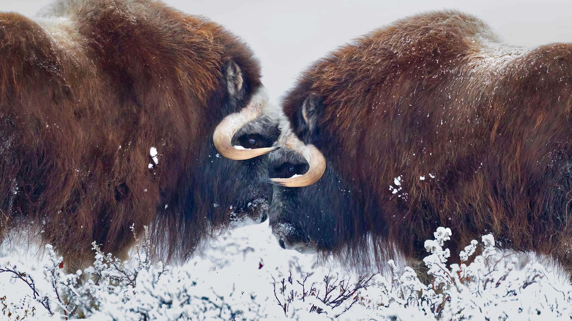 Male muskoxen near Prudhoe Bay in Alaska, USA (© Oliver Smart/Alamy)(Bing United Kingdom)