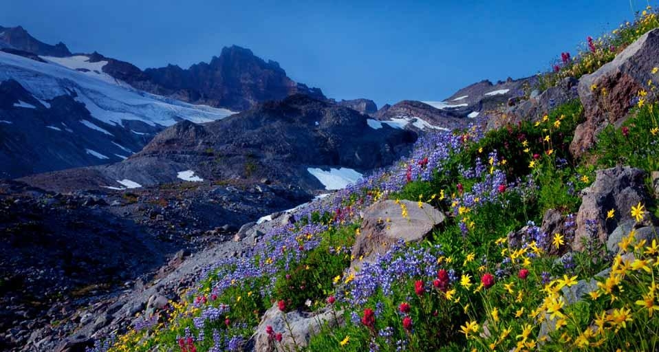 Little Tahoma peak in the background with wildflowers in the Upper Paradise Valley of Mt. Rainier National Park, Washington (© Stephen Matera) &copy; (Bing United Kingdom)