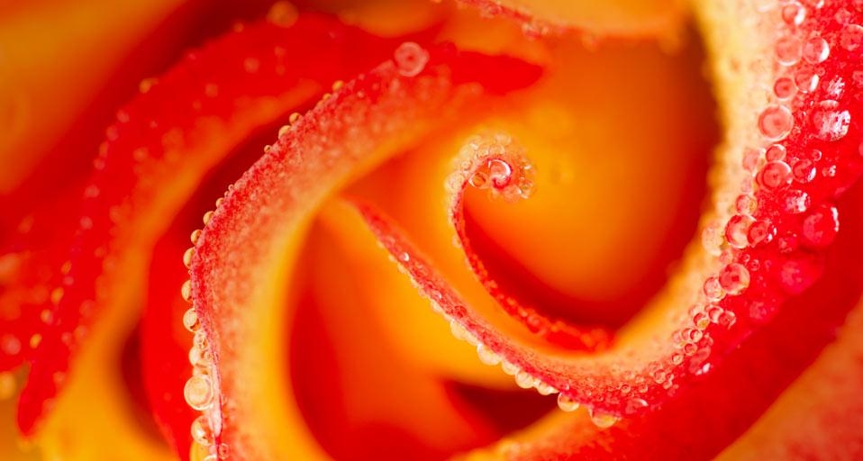 Close-up of raindrops on a Madame A. Meilland “Peace” rose (© Mark Windom/Getty Images) &copy; (Bing Canada)